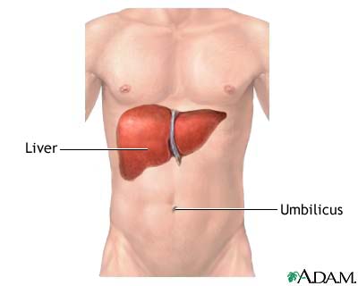 where is your liver located in your body